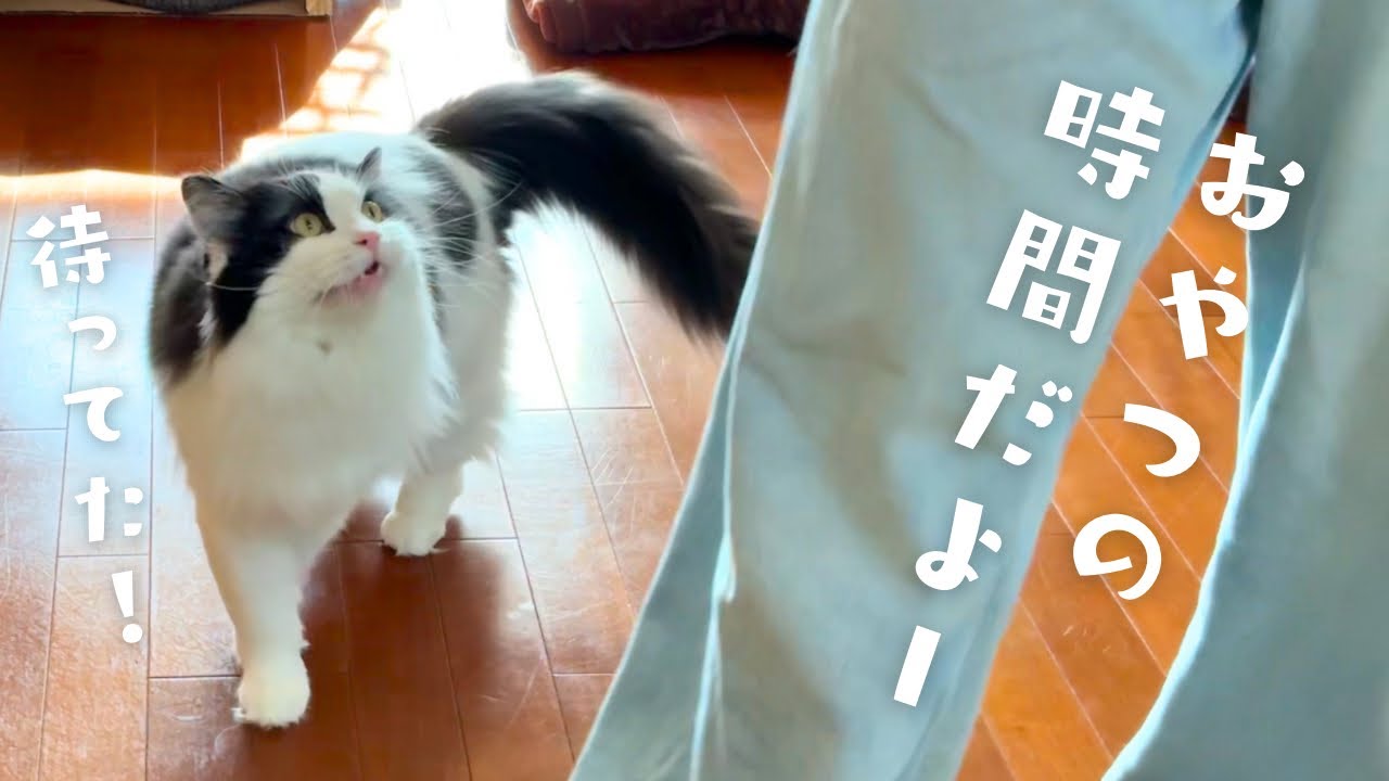【待てない】どこかな〜？おやつ探しに夢中な愛猫の背中が愛おしすぎる…｜ハチワレ猫｜ラグドール✖️マンチカンの男の子