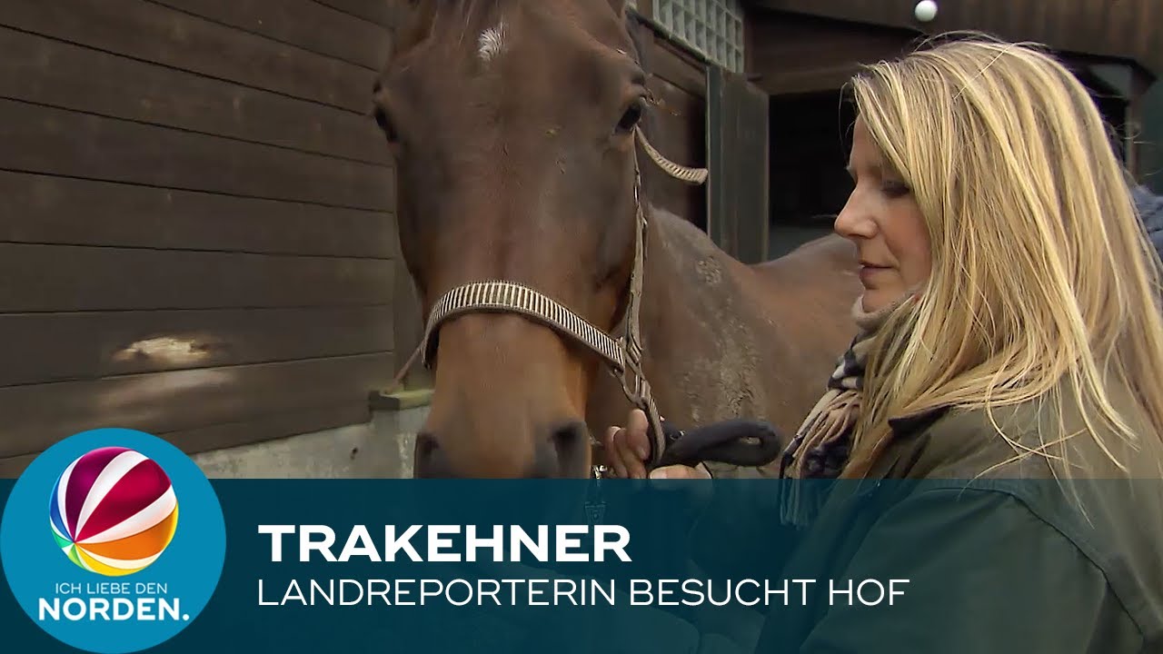 Pferde: Landreporterin besucht Trakehner Gestüt in Plön