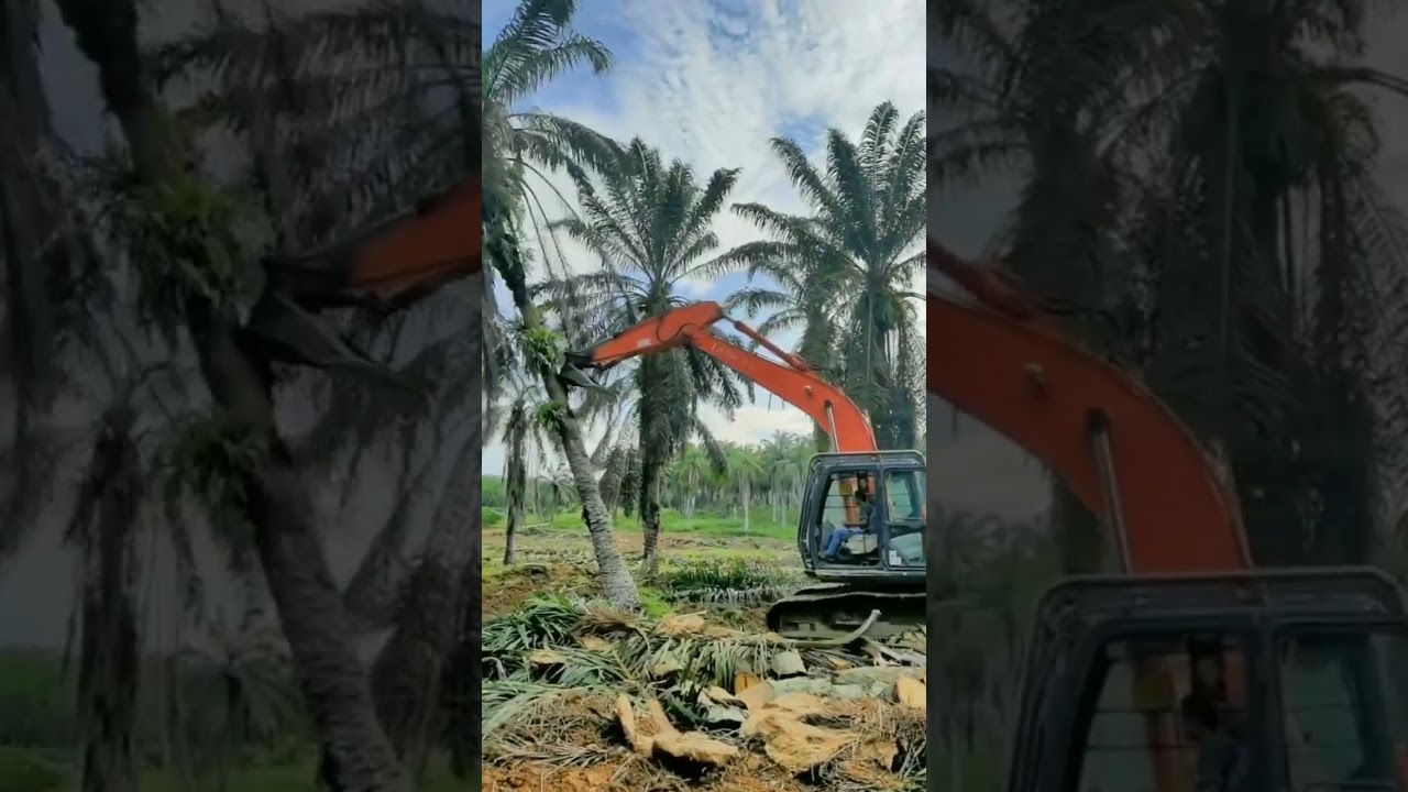 Proses cincang pohon sawit #replanting #sawitpalembang #hargasawithariini