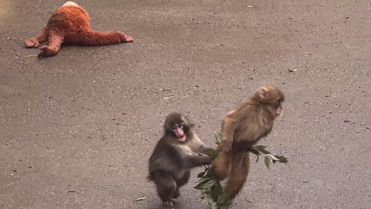 番外編 友達と遊ぶパンチくん【番外編】【市川市動植物園】ニホンザル
