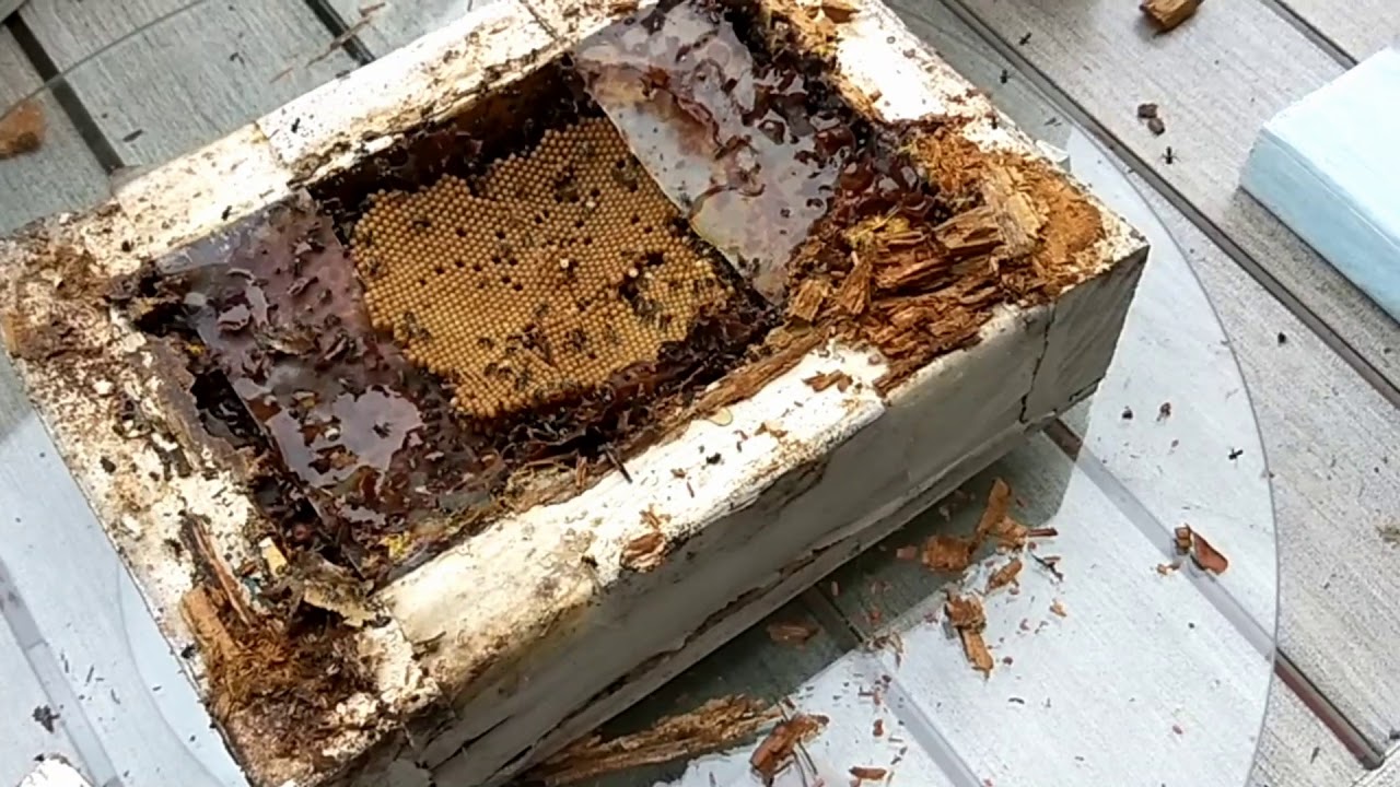 Australian native bee repair