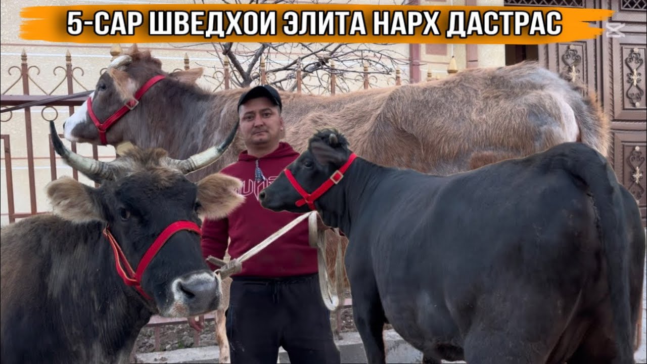 5-САР МОЛХОИ АРЗОН АЗ ИСМАТЧОН 23 февраля 2026 г.