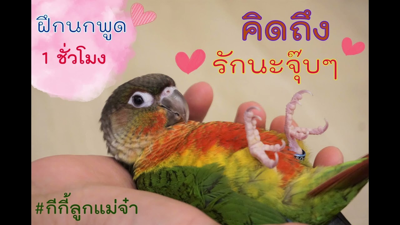 ฝึกนกพูด กรีนชีค green cheek conure คิดถึง รักนะจุ๊บๆ (วน 1 ชั่วโมง)