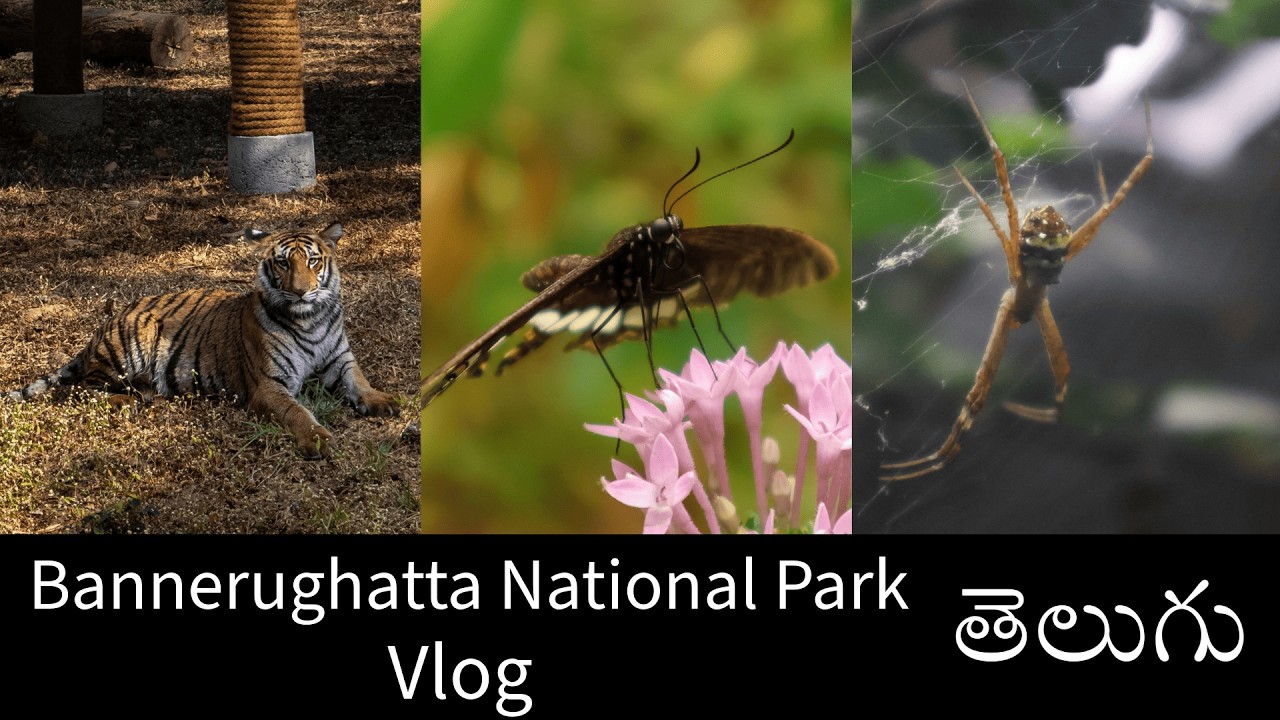 Bannerughatta National Park Bengaluru Vlog | Zoo Park🐯 | Butterfly Park 🦋 Telugu Vlog