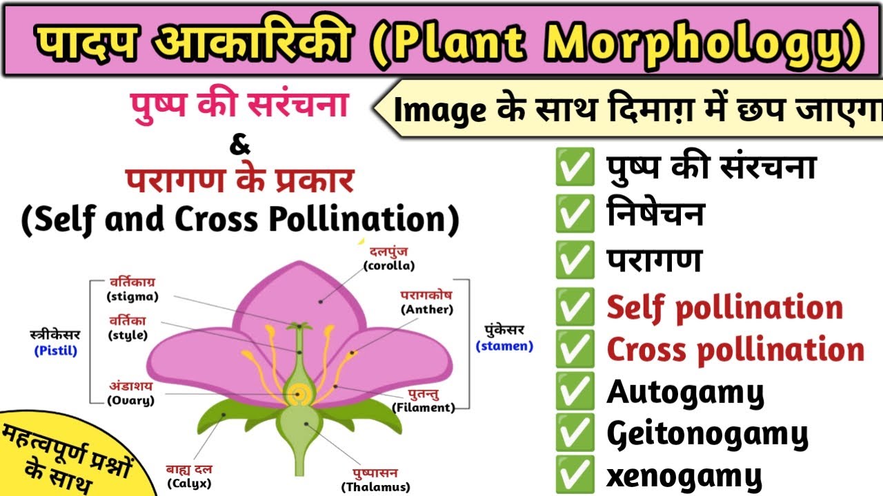 फूल के भाग | Parts of Flower | Structure of Flower | Botany | Study vines official