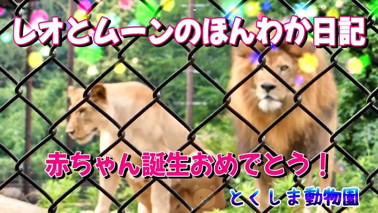 【2022.9.8 とくしま動物園】レオとムーンのほんわか日記💖赤ちゃん誕生おめでとう🦁‐Part5-