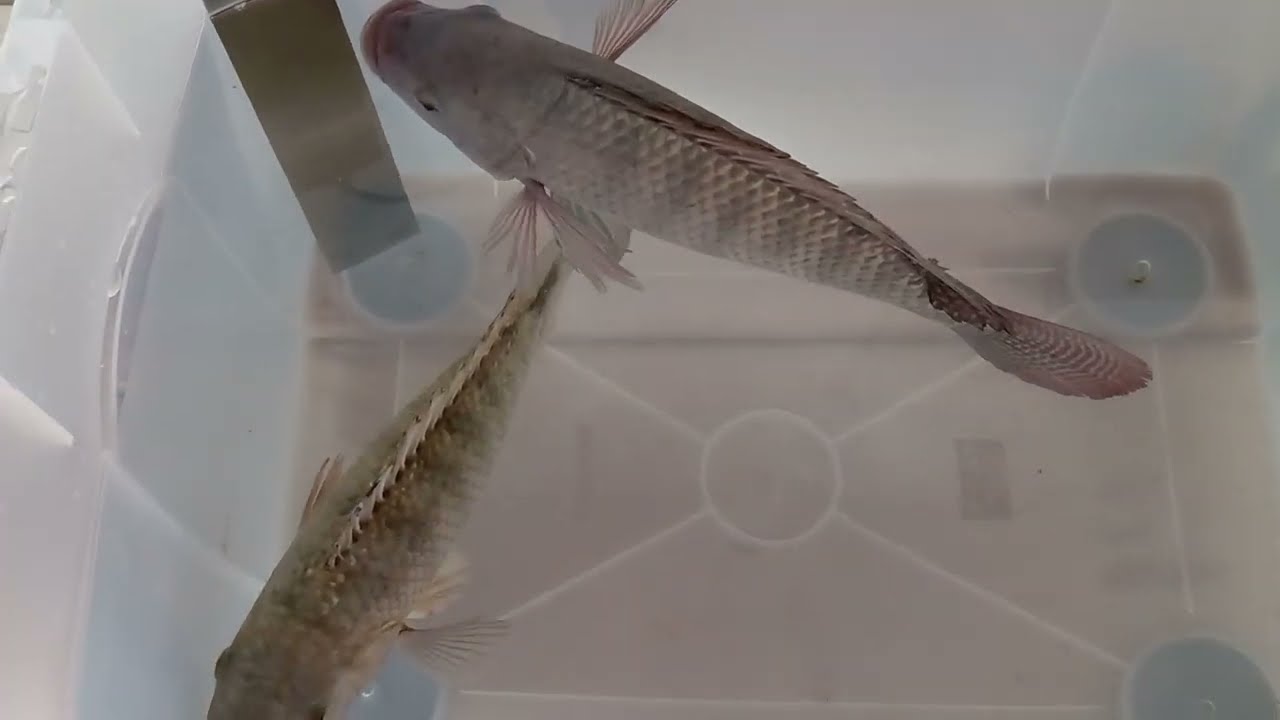 Insensibilizador para Piscicultura Abate de Peixe