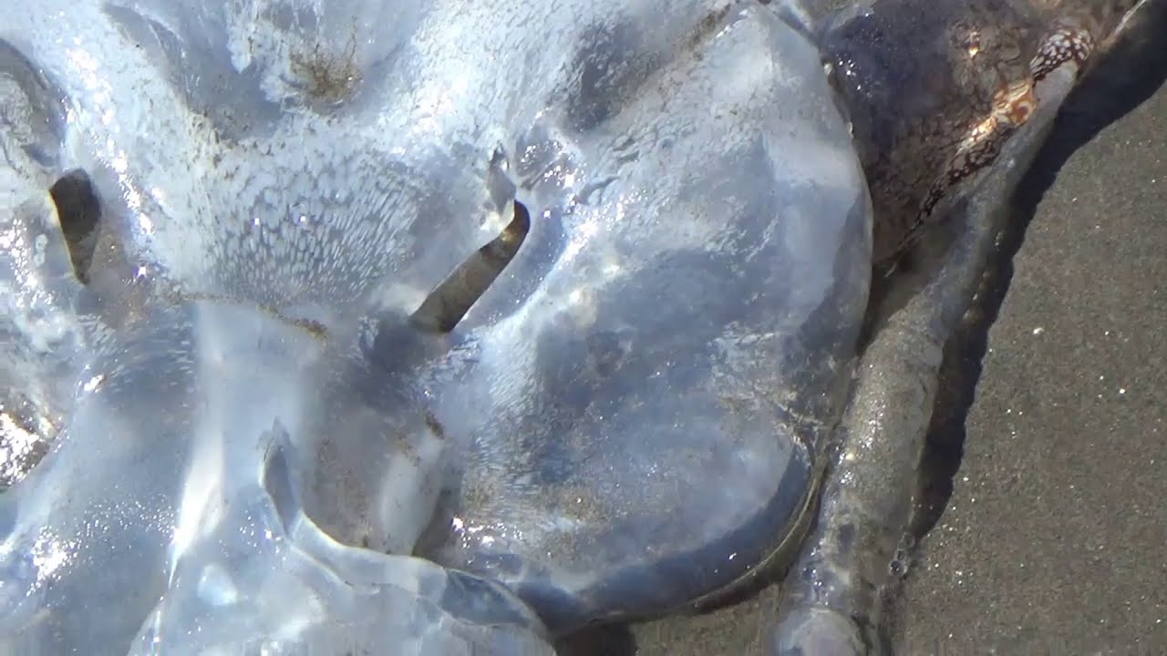MEDUZAS EN PLAYA LA BOCA CONCON CHILE  FEBRERO 2021