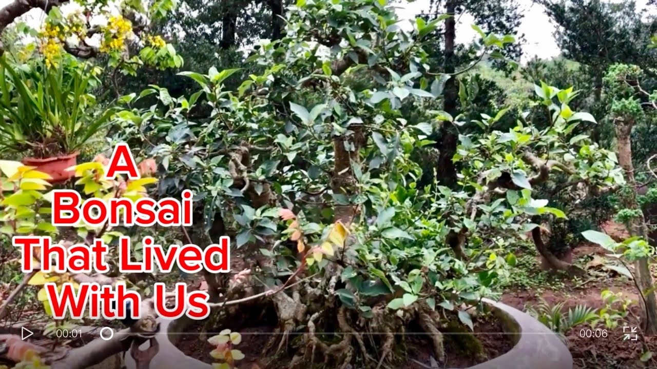 A Bonsai Story: A Gentle Spring Spa for my Ancient Fig Tree