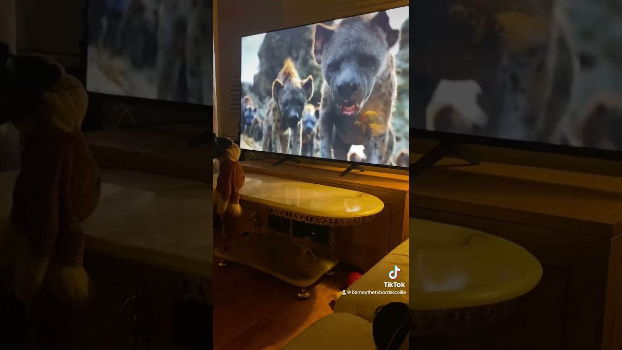 Barney the Tv border collie wants to help Simba#lionking