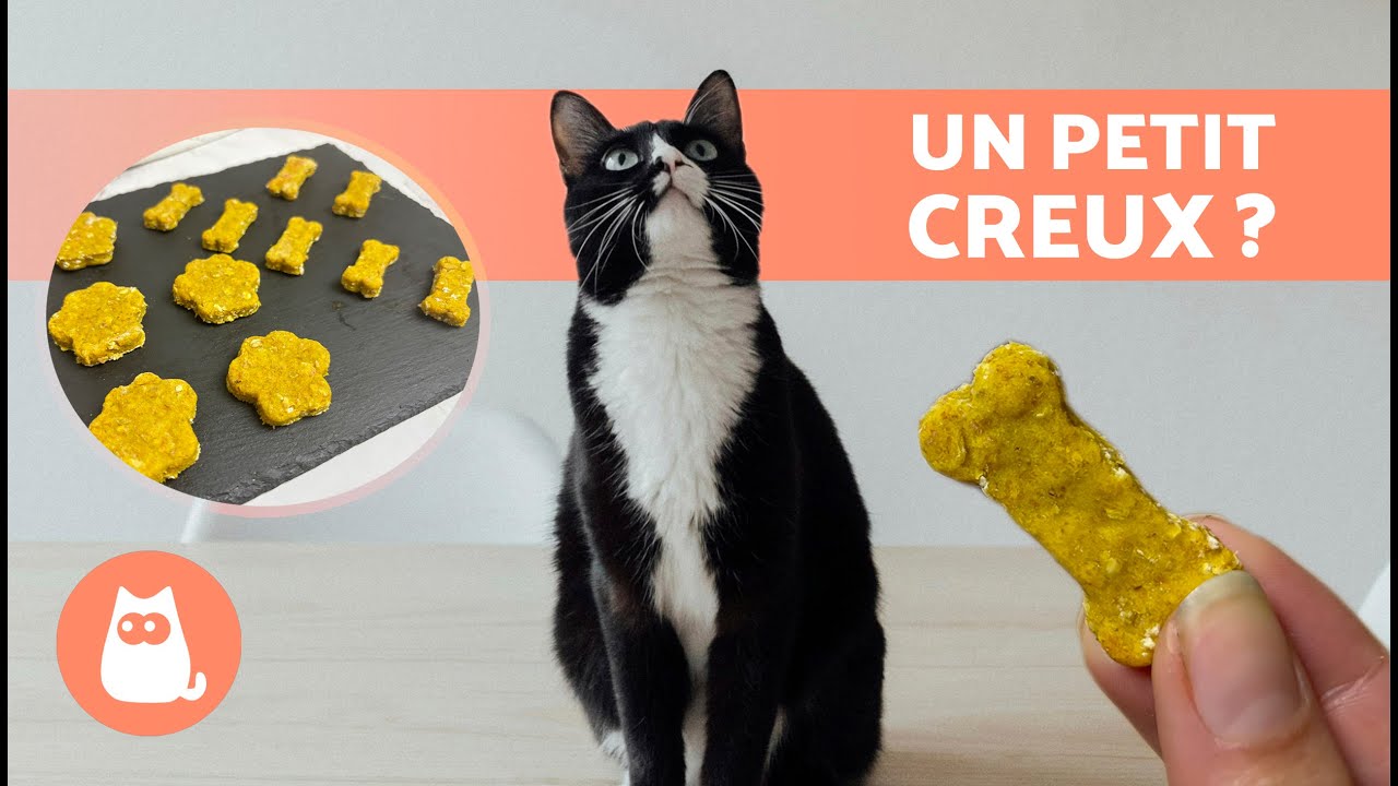 RECETTE de BISCUITS AU POULET pour CHATS 🍗🐱 | Friandises et SNACKS pour CHAT