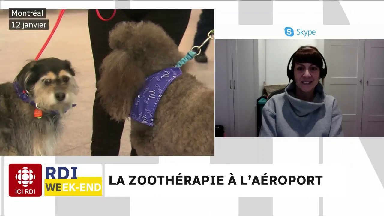 La zoothérapie à l'aéroport
