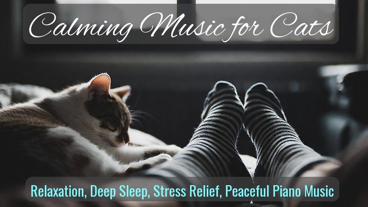 LIVE 🌙 Calm Lofi Beats for Deep Cat Sleep 😴 | Season 86