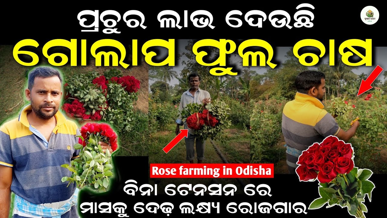🌹ଗୋଲାପରୁ ମାସକୁ ୨ ଲକ୍ଷ🌹golap phula chasa kemiti kariba | Krushak sathi odisha #rosefarminginodisha