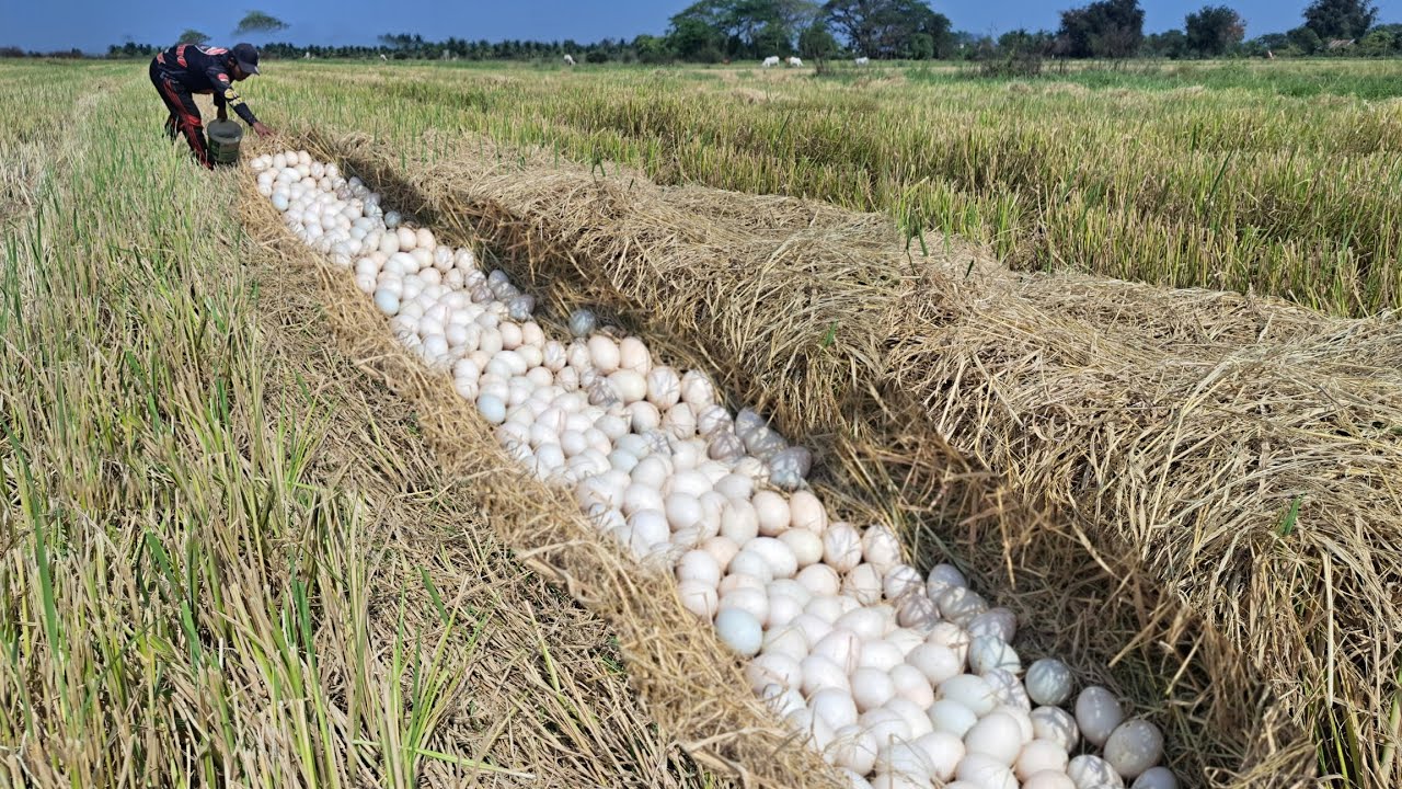 wow wow unique! pick a lot of duck eggs on the straw at dry field by hand a female farmer