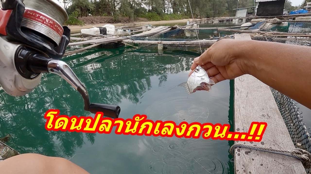 โดนปลาตัวนี้กวนปลาอื่นเงียบเลย