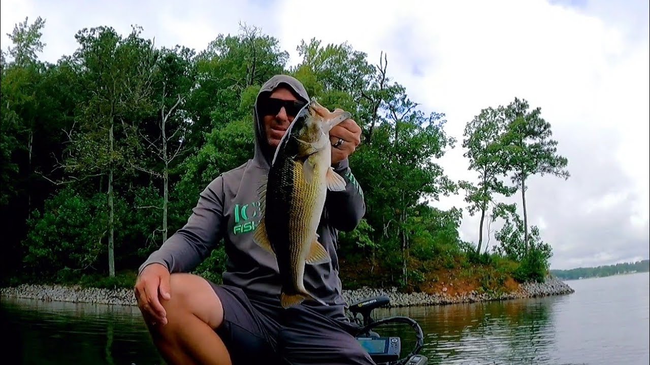 Catching bass on the Jackall blast bone jr at Logan Martin late August 2025