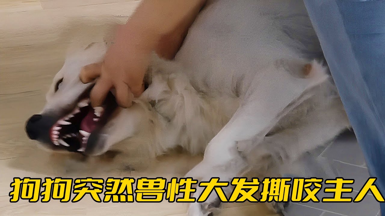 金毛瘋狂撕咬主人，訓犬師看不下去，直接把狗摔到了地上