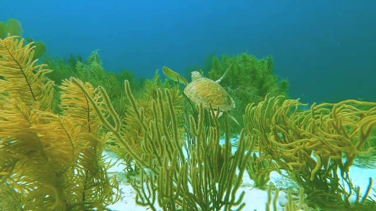 Turtles and Sea Fan