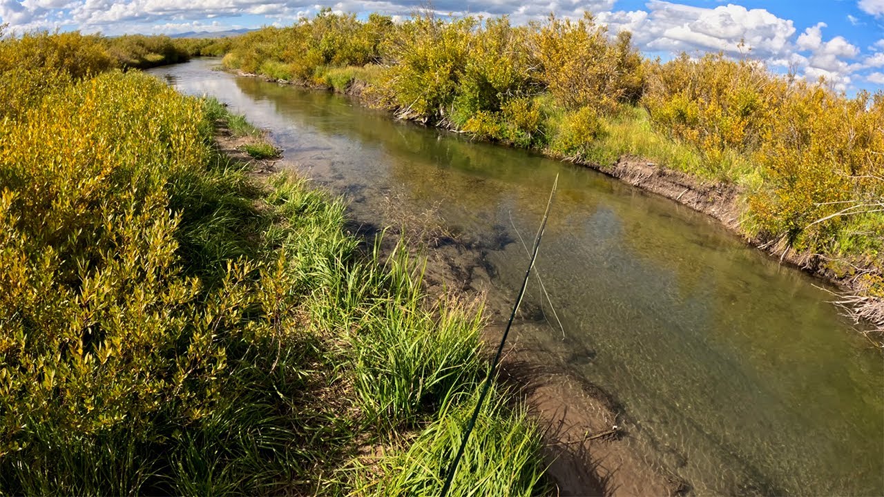 Hidden stream with 24-INCH Trout in EVERY HOLE