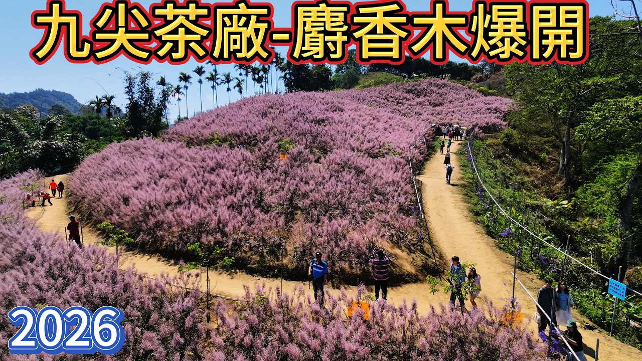 3月6日九尖茶廠麝香木正開 賞花要及時