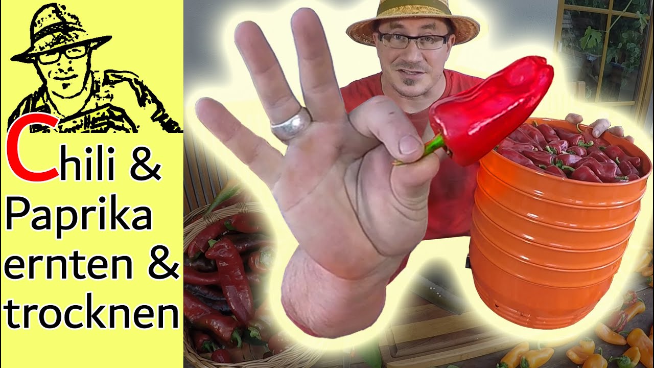 Paprika und Chilis trocknen und verarbeiten #Chilis