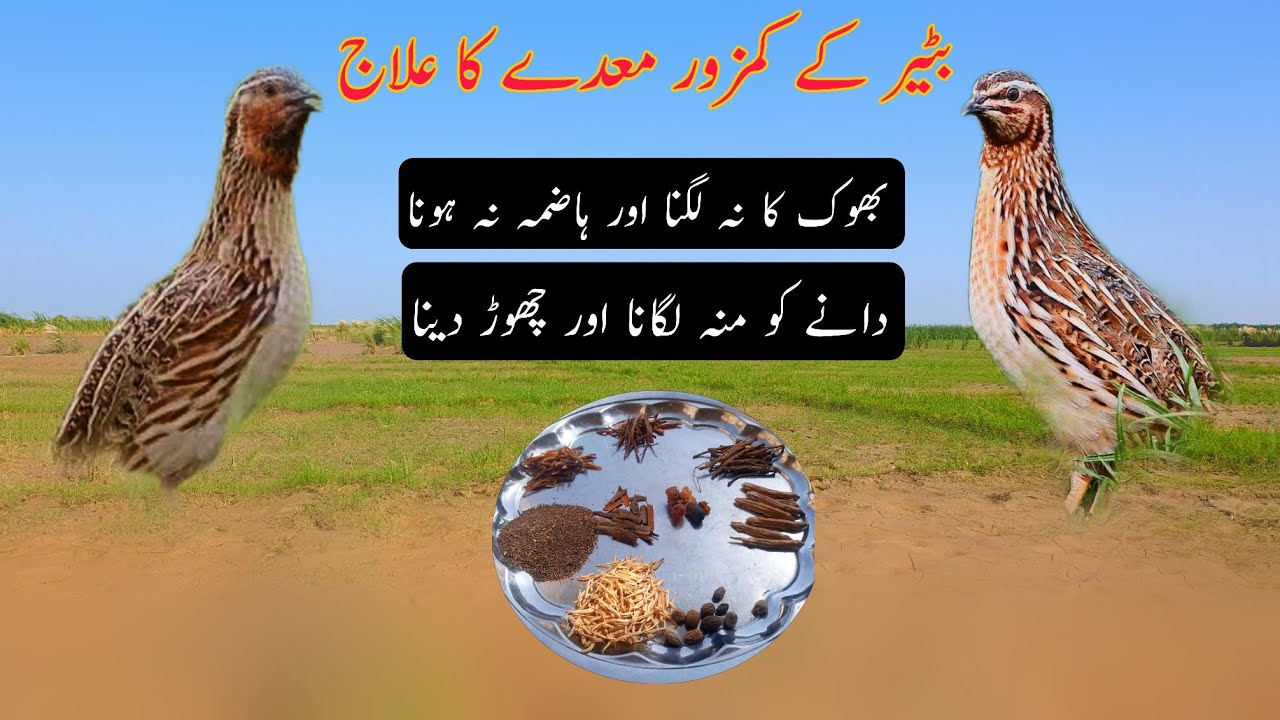 Treatment of weak bones of Batair | Quail Treatment 
