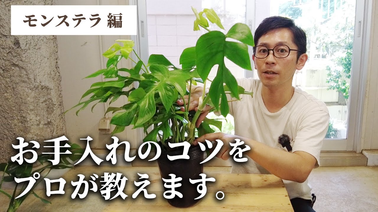 【観葉植物のプロが教える】 モンステラ お手入れのコツ！