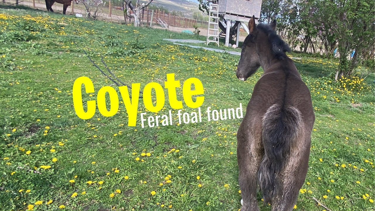 Piper & Coyote feral foals