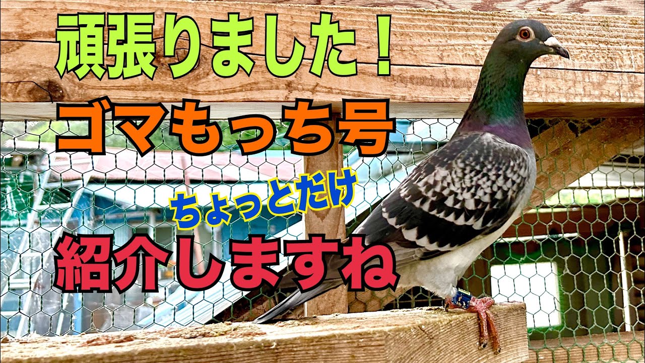 のどか鳩舎の大金星！ゴマもっち号です！…。の巻