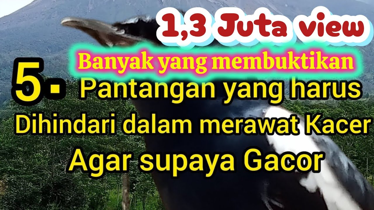 5 Pantangan yang harus dihindari dalam merawat Kacer supaya gacor