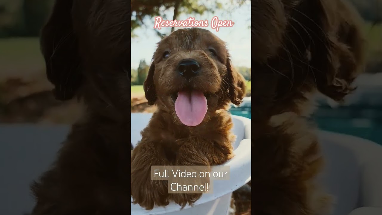 They're here! | Cockapoo puppies | Hidden Acres Puppies #puppyhood #cockapoopuppy #amber