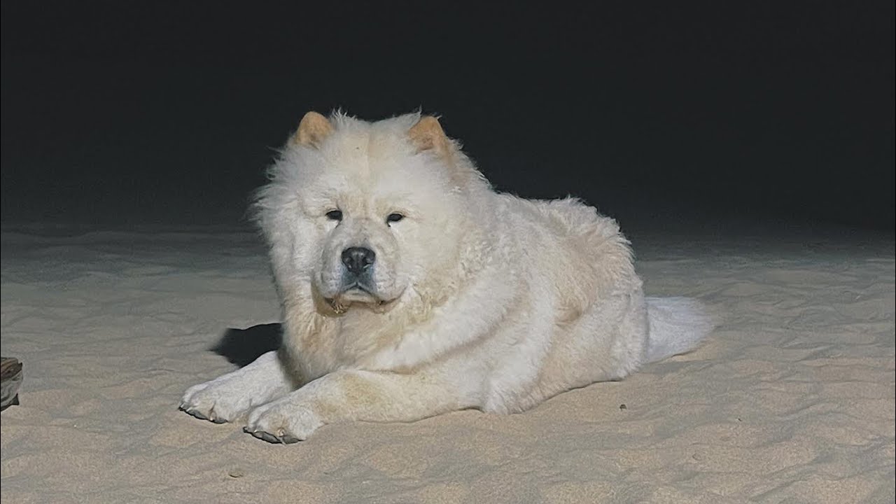 Day-to-day evening routine with Blu the chow!