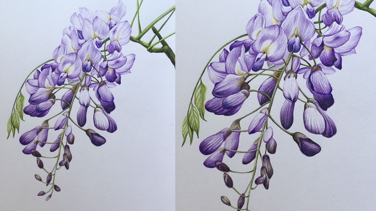 Wisteria Flowers Drawing in Color Pencils | Flower Drawing | Camlin Triangular Color Pencils