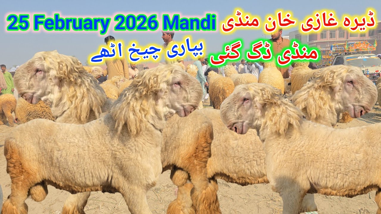 25 February 2026 ڈیرہ غازی خان منڈی وزٹ رمضان المبارک کا ساتواں روزہ منڈی ڈگ گئی بپاری چیخ اٹھے 