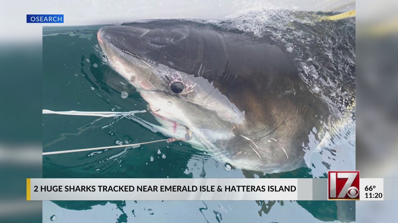 Huge white sharks at NC coast near OBX, Emerald Isle