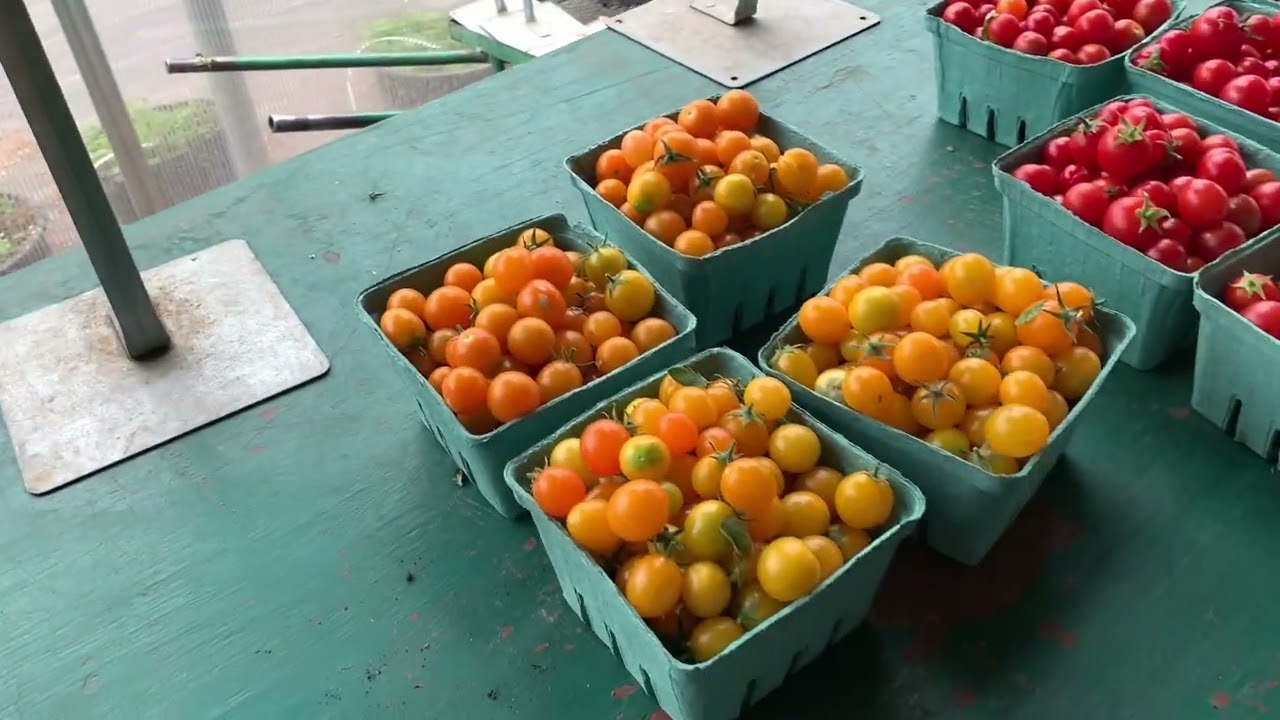 Saskatoon Farm . Обзор продукции . Собираем урожай ягоды Саскатун (ирги) . 29 июля 2024 г.