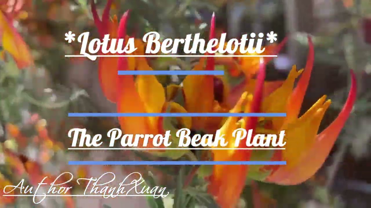 *Lotus Berthelotii* Parrot Beak Plant: Characteristics and Care 