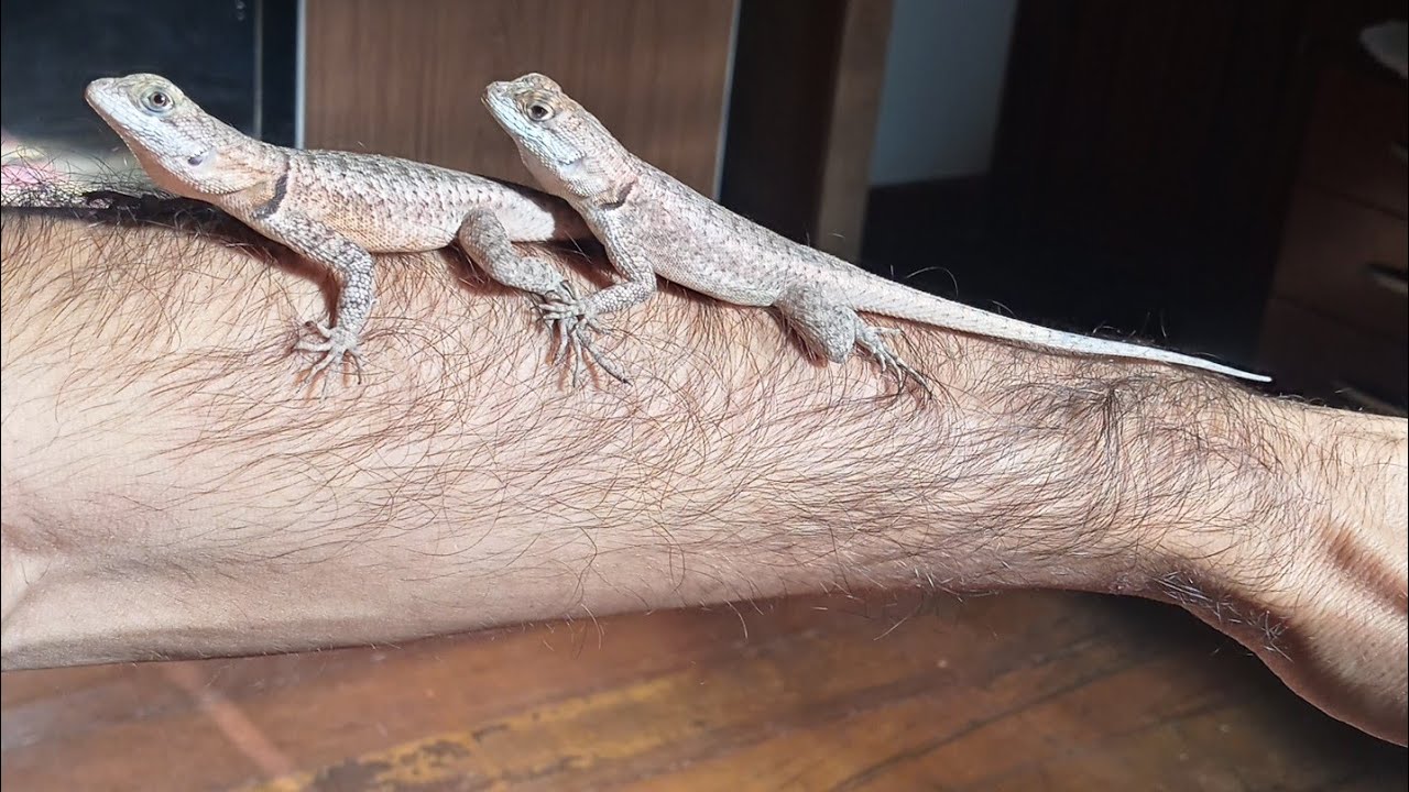 Revelando o segredo dos calangos do gênero tropidurus em geral e como criar com segurança.