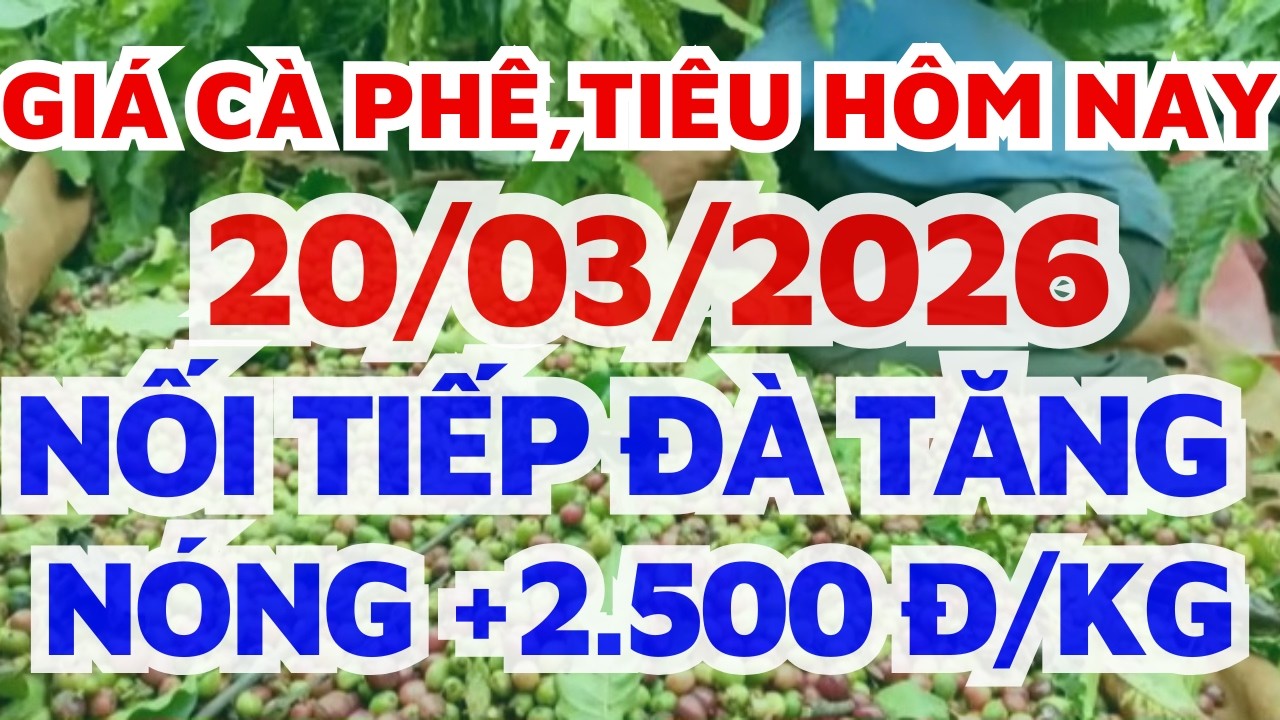 Gi&aacute; c&agrave; ph&ecirc; h&ocirc;m nay ng&agrave;y 20/3/2026 TĂNG N&Oacute;NG +2.500Đ/KG/gi&aacute; hồ ti&ecirc;u h&ocirc;m nay/Bơ lang thang