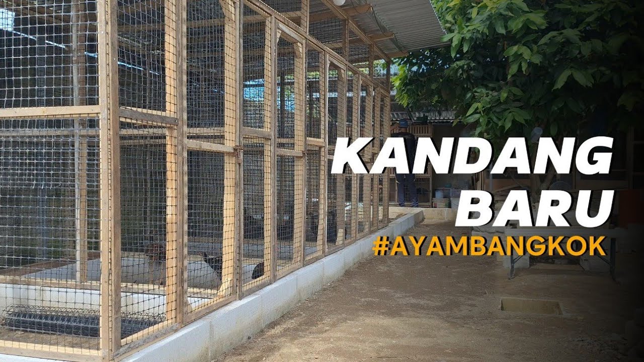 Vlog Kandang Ayam Bangkok | Aktivitas & Perawatan Sehari-hari