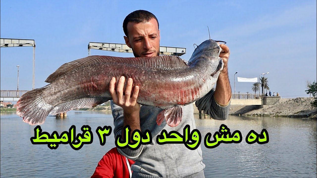 صيد قرموط ١٣ كيلو ونص وكله علي الميزان