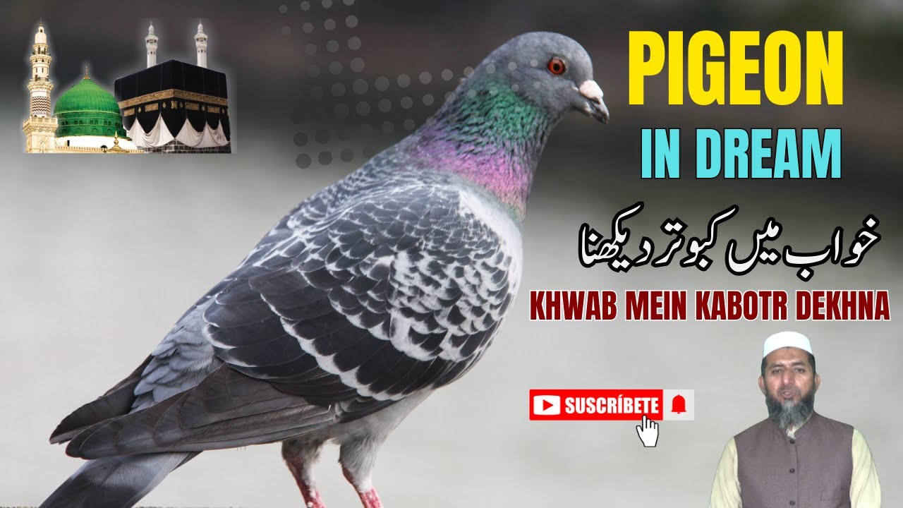 Pigeon in Dream || Dreamfo || Sapne Mein KabooTar Dekhna || خواب میں کبوتر دیکھنے کی تعبیر