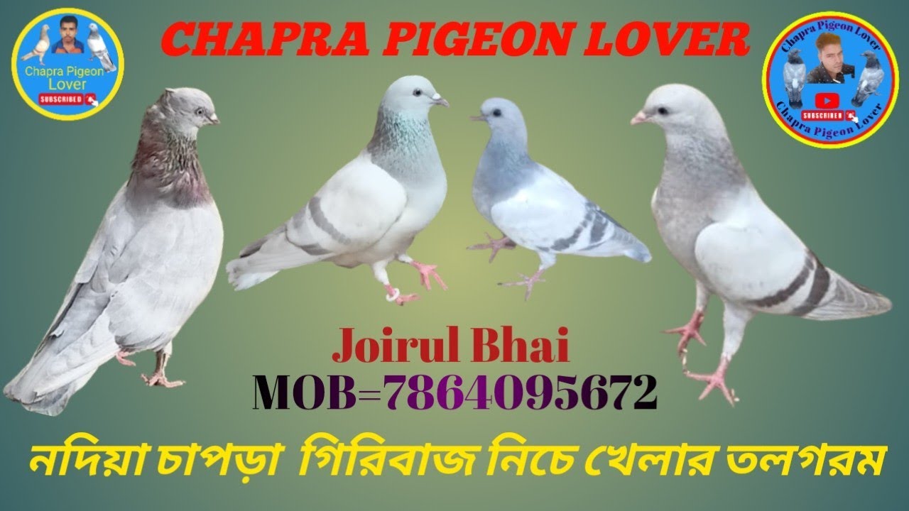 Nadia Chapra Giribaj Niche Khelar Tolgrom
