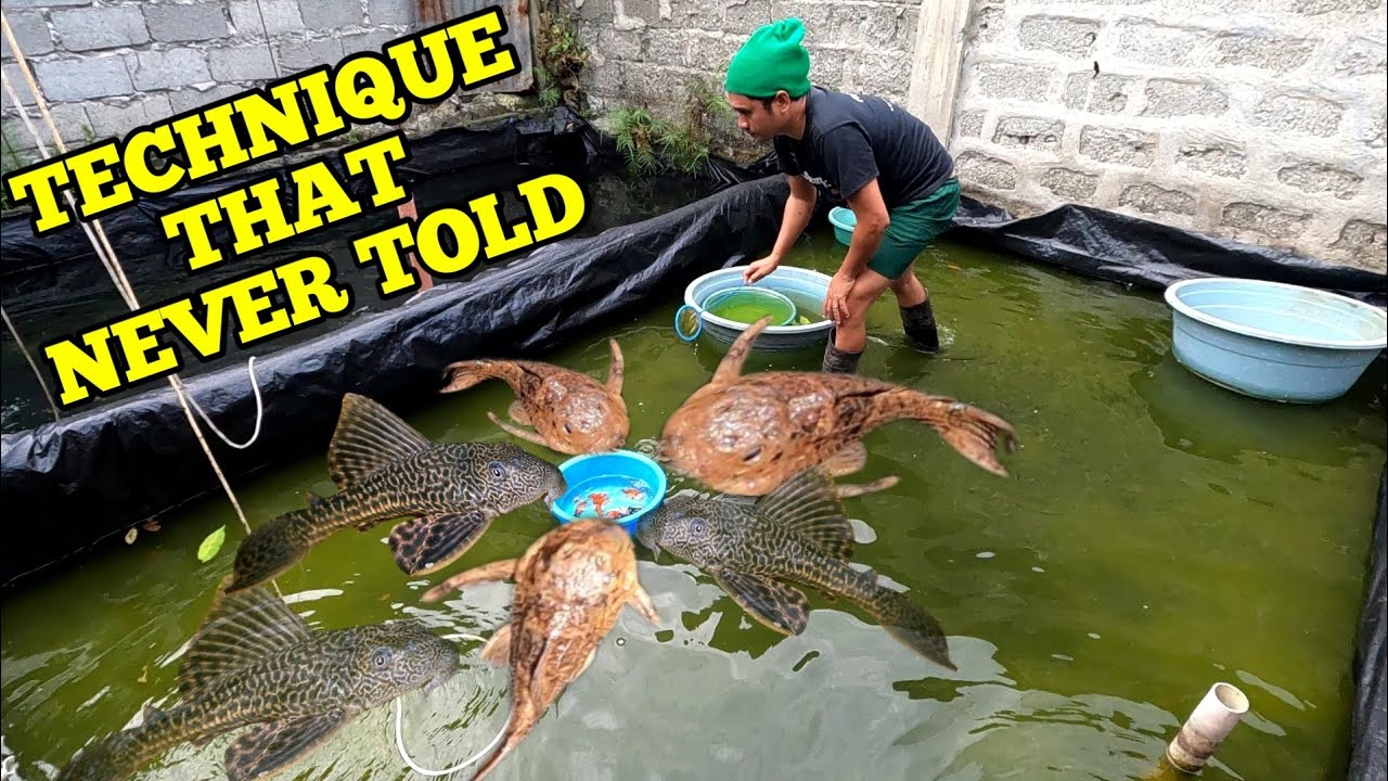 AMAZING TECHNIQUE THAT NEVER TOLD ABOUT PLECO FISH | MABILIS NA PAGLINIS NG POND