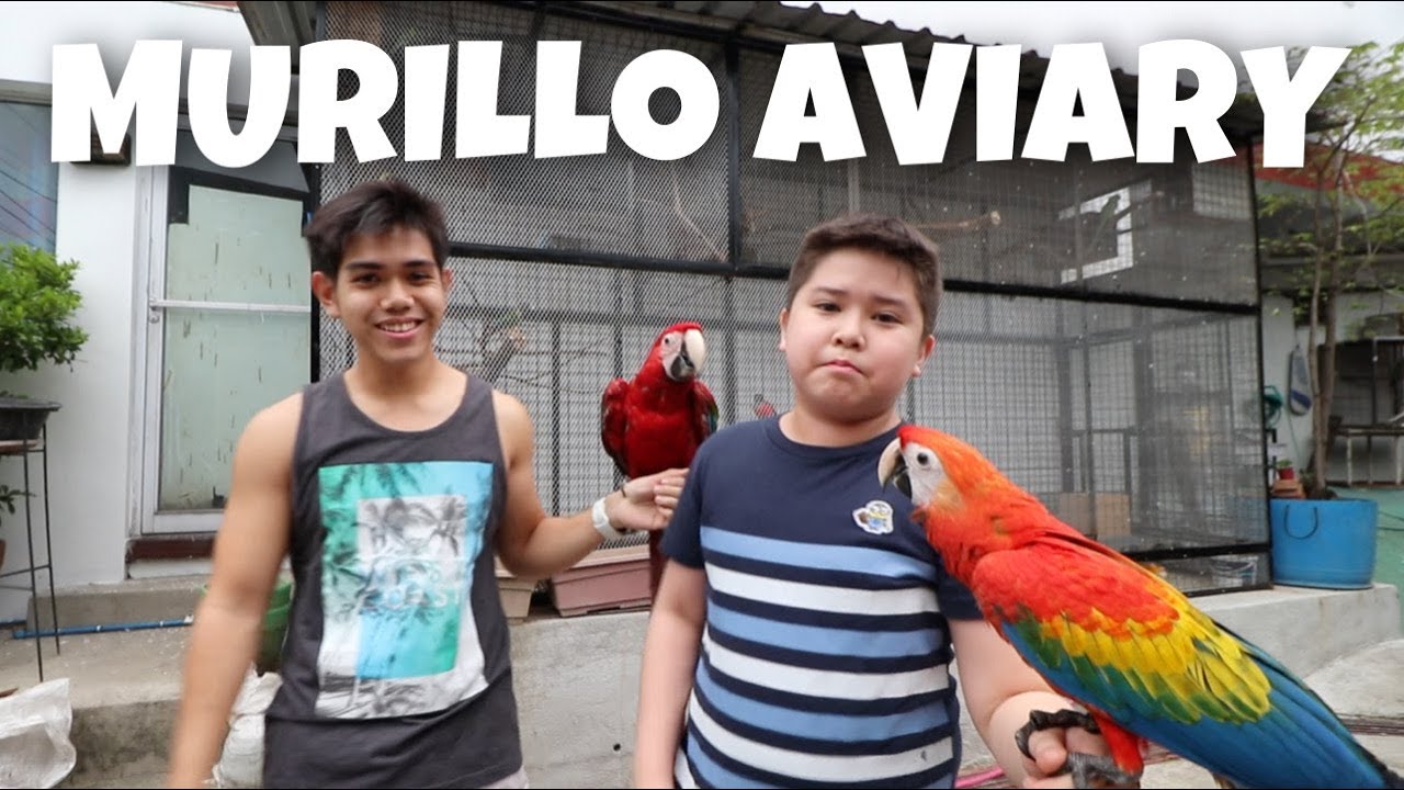MURILLO BROS AVIARY TOUR! Makikita niyo lahat ng ibon namin may bagoo tayo (ANG GULO) | Murillo Bros