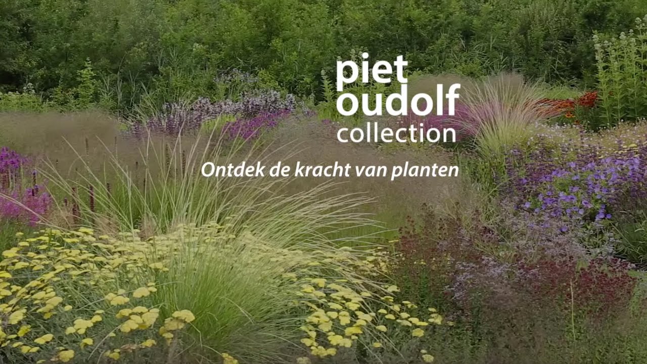 Piet Oudolf Collection