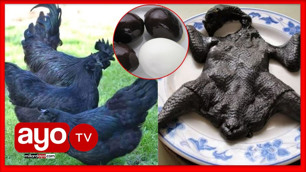 KUKU ANAUZWA MILIONI 5, NI WEUSI KILA KITU, MAYAI, NYAMA, MACHO, KUKU GHALI DUNIANI