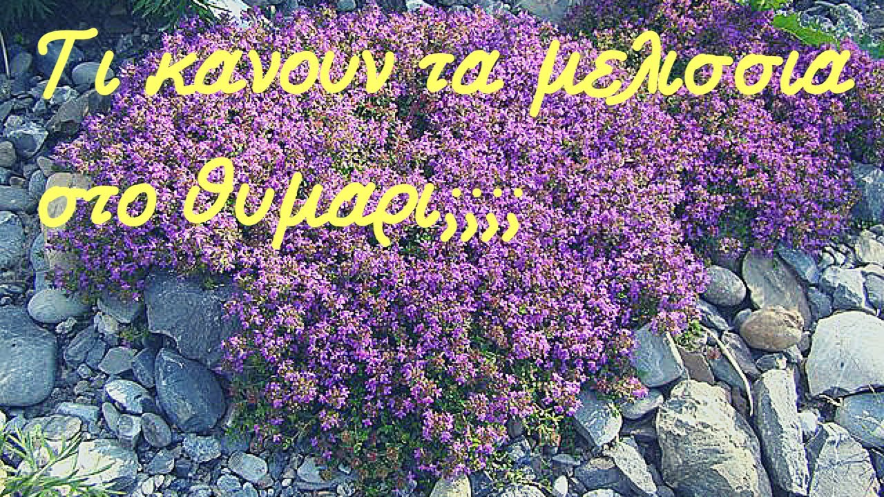 Τι κάνουν τα μελισσια στο Θυμάρι