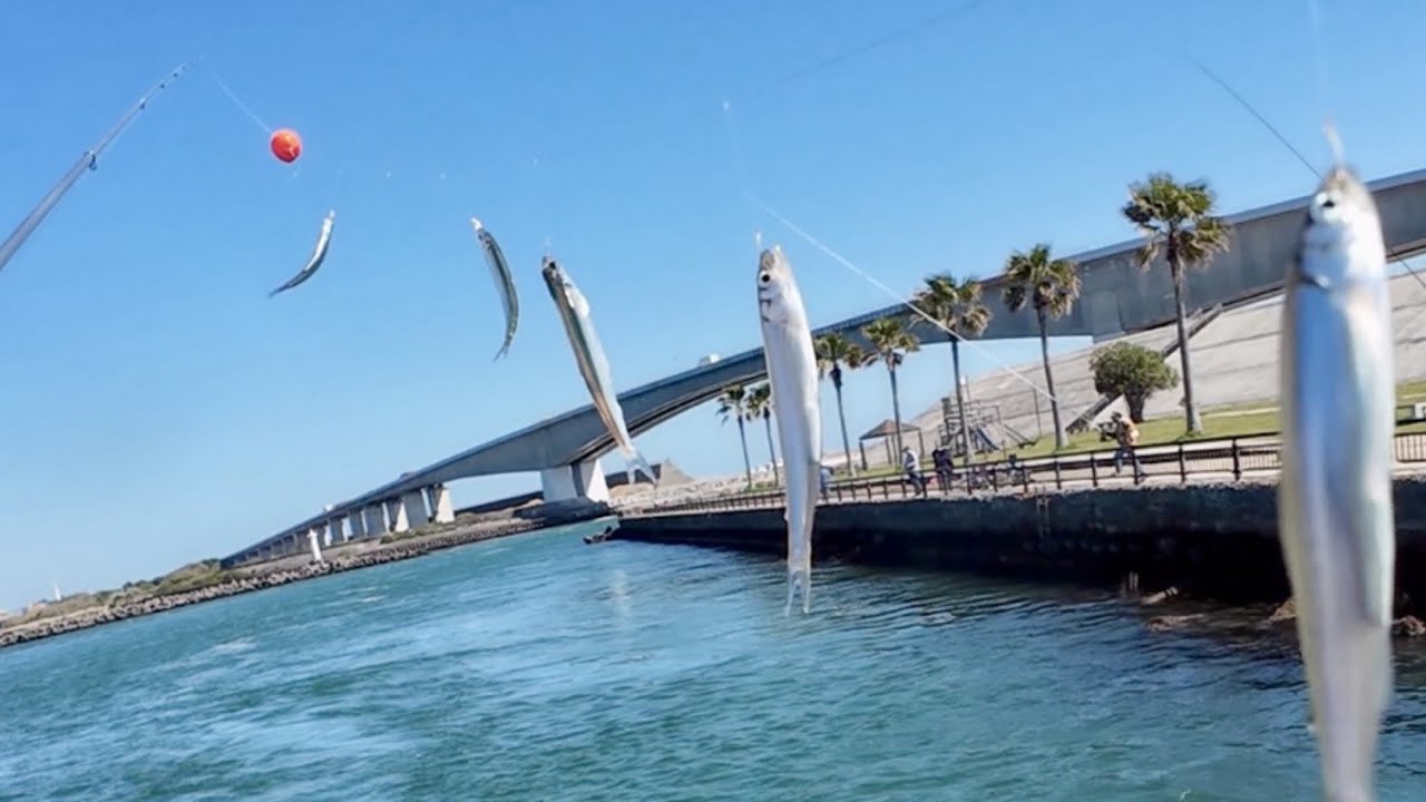 釣り公園、座って餌無しサビキ釣り。春の魚が150匹。